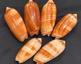 RARE* 6 Bollingis/ Brown Olives/ Fulgurator Florida Seashells 44-50.5mm Collectible, Shell Gift # 41