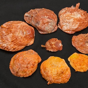 May include: A collection of eight natural seashells in varying shades of orange, rust, and golden yellow. The shells exhibit textured, ribbed surfaces with irregular edges and distinct hinge points, arranged in a loose circular formation.