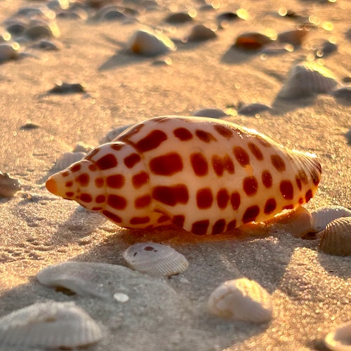 Rare* Rose Murex Florida Seashell Collection on 10K Island