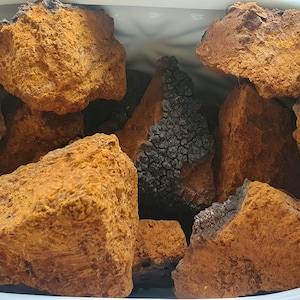 Pedaços de Cogumelo Chaga Orgânico (Inonotus Obliquus) 100% Natural Wildcrafted