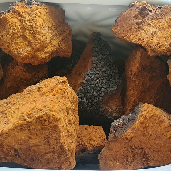 Organic Chaga Mushroom Chunks (Inonotus Obliquus) 100% Natural Wildcrafted