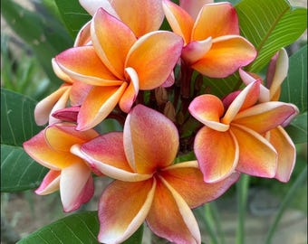Penang Peach plumeria 10-14”(unrooted cutting)