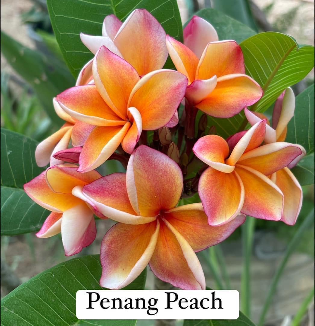 Penang Peach Plumeria 10-14”(unrooted Cutting) - Etsy