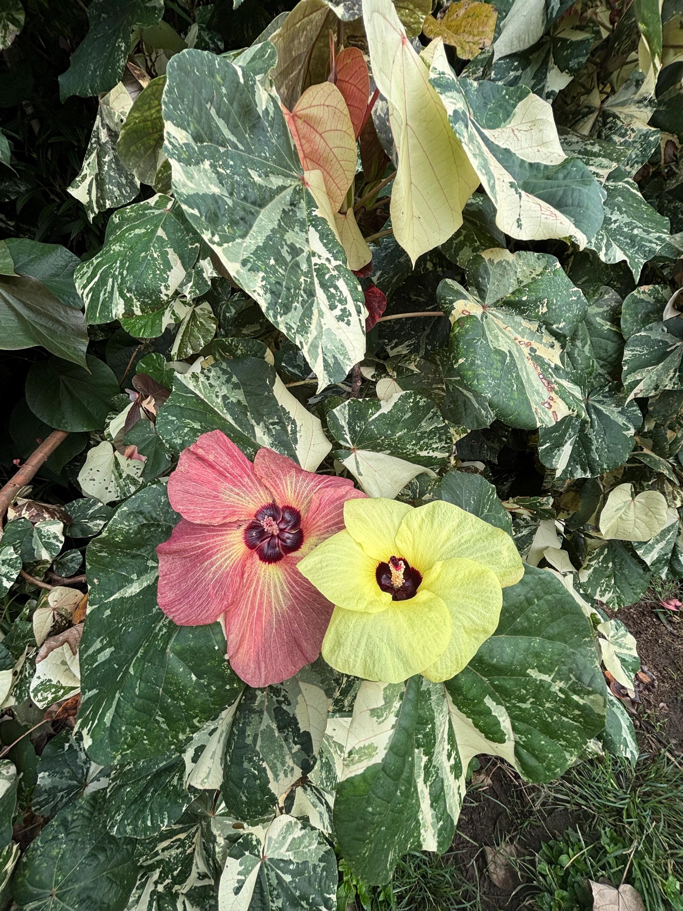 Hibiscus Tiliaceus Variegated - Etsy