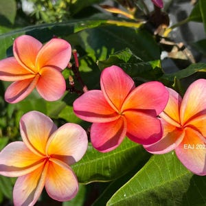 Plante enracinée Kimo Plumeria : fleurs rose orangé, parfum d'agrumes, enracinée 12-14" (printemps 2025) image 11