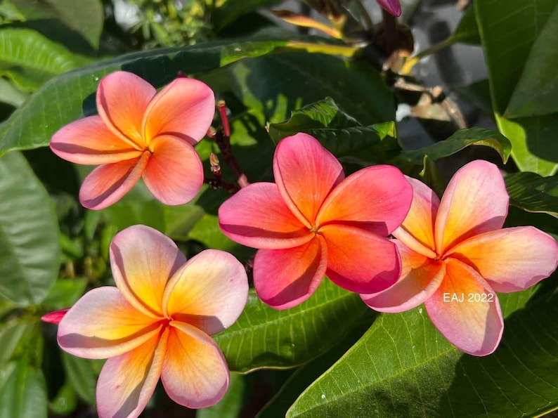 Plante enracinée Kimo Plumeria : fleurs rose orangé, parfum d'agrumes, enracinée 12-14" (printemps 2025) image 11