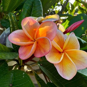 Peut inclure: Gros plan sur des fleurs de plumeria vibrantes aux tons orange et rose, avec un centre jaune. Les fleurs sont entour&eacute;es de feuilles vertes luxuriantes et d'un bouton rose, cr&eacute;ant une exposition florale tropicale.