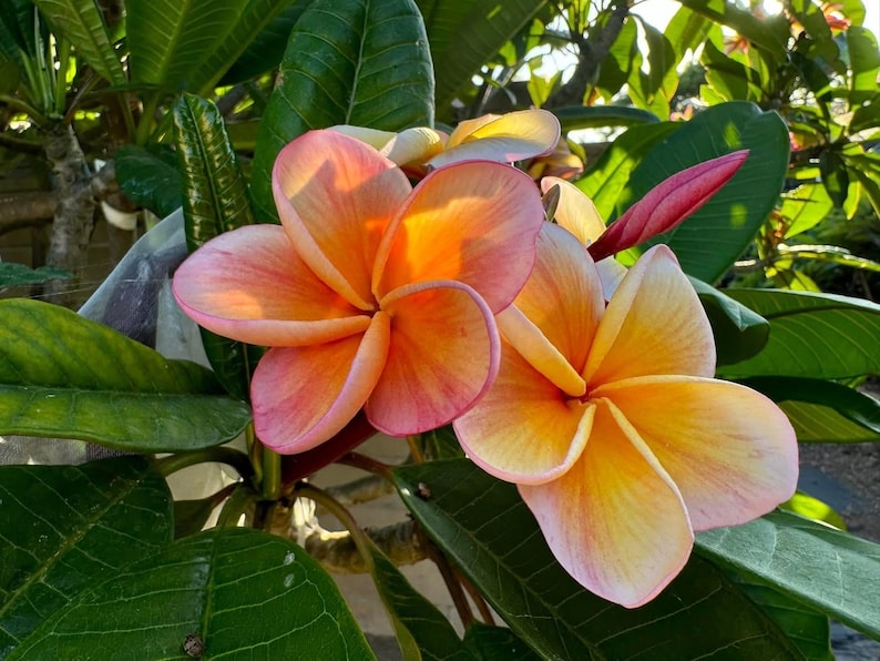 Peut inclure: Gros plan sur des fleurs de plumeria vibrantes aux tons orange et rose, avec un centre jaune. Les fleurs sont entour&eacute;es de feuilles vertes luxuriantes et d'un bouton rose, cr&eacute;ant une exposition florale tropicale.