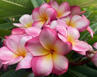Esquejes de plumeria Aussie Sunrise de 30-35 cm.