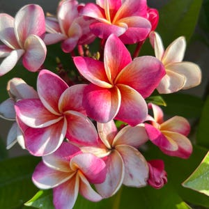 May include: Close-up of a cluster of vibrant plumeria flowers. The petals display a gradient of pink, white, and orange hues, with a yellow center. The flowers are surrounded by green leaves, creating a natural and colorful composition.