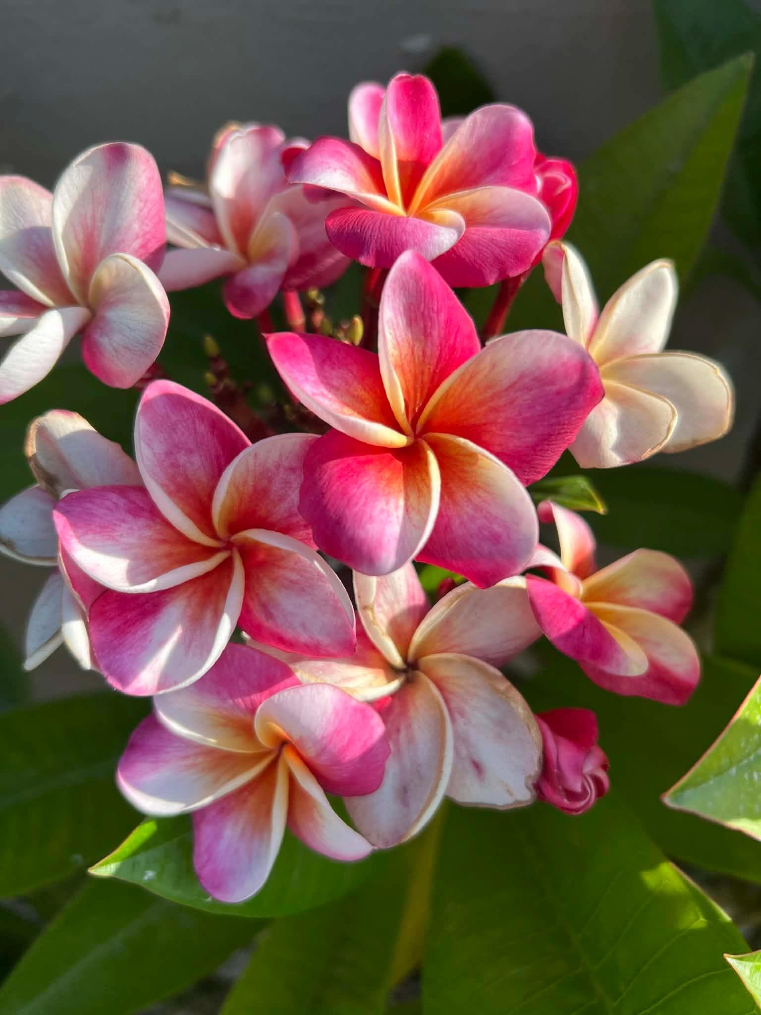Plumeria Flowers - Etsy