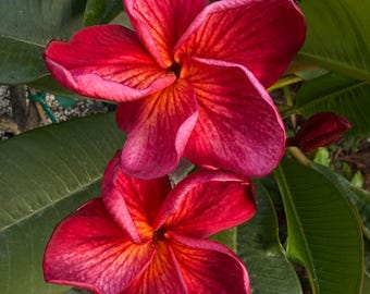 JJ Adagio Plante enracinée à 10-16 pouces de la surface du sol.