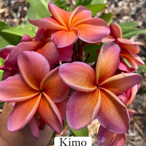 May include: Close-up of a cluster of vibrant plumeria flowers. The petals transition from a deep pink at the edges to a bright orange center. The word "Kimo" is displayed on a white rectangle at the bottom.