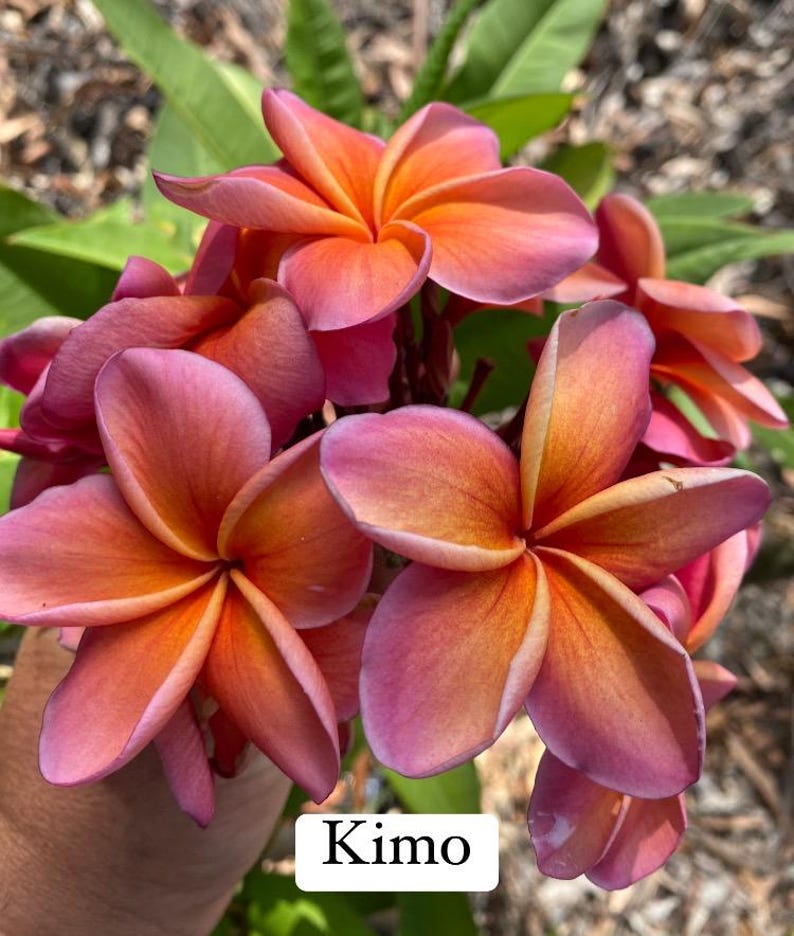 Peut inclure: Gros plan sur une grappe de fleurs de plumeria vibrantes. Les p&eacute;tales passent d'un rose profond sur les bords &agrave; un centre orange vif. Le mot "Kimo" est affich&eacute; sur un rectangle blanc en bas.