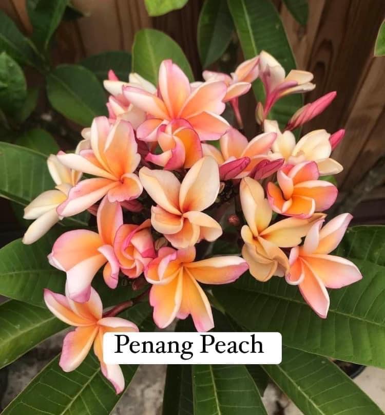 Penang Peach Rooted Plumeria 10-14” 1 Gallon 1 Tip - Etsy