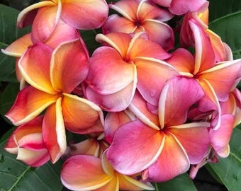 Plante de Plumeria enracinée : 'J-105' Fleur tropicale multicolore (pot de 1 gallon) enracinée printemps 2025 .. 12-14"