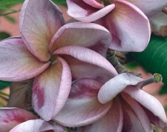 Plumeria Valkyrie enracinée 1 gallon. 12-18" enraciné printemps 2025