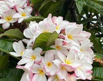 Puede incluir: Primer plano de un grupo de flores de plumeria blancas con bordes rosas y centros amarillos, rodeadas de hojas verdes. El texto "W.M. White Moragne" se muestra en la parte inferior de la imagen.