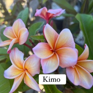 Peut inclure: Gros plan sur des fleurs de plumeria vibrantes avec un d&eacute;grad&eacute; de couleurs, dont le rose, le jaune et l'orange. Les fleurs sont en pleine floraison, avec des feuilles vertes en arri&egrave;re-plan. Le mot "Kimo" est affich&eacute; sur un rectangle blanc.