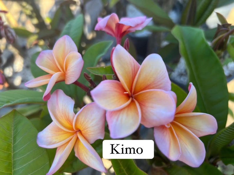 Peut inclure: Gros plan sur des fleurs de plumeria vibrantes avec un d&eacute;grad&eacute; de couleurs, dont le rose, le jaune et l'orange. Les fleurs sont en pleine floraison, avec des feuilles vertes en arri&egrave;re-plan. Le mot "Kimo" est affich&eacute; sur un rectangle blanc.