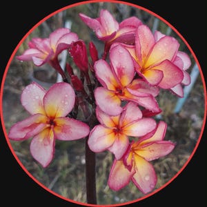 Fon Pha  (unrooted cutting) single tip 12-16”