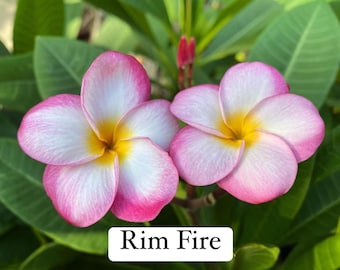 Puede incluir: Primer plano de dos flores de plumeria con pétalos blancos bordeados en rosa y un centro amarillo. Las flores se colocan sobre un fondo de hojas verdes. El texto "Rim Fire" se muestra en un rectángulo blanco.