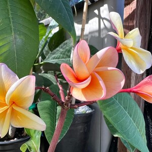 Plante enracinée Kimo Plumeria : fleurs rose orangé, parfum d'agrumes, enracinée 12-14" (printemps 2025) image 10