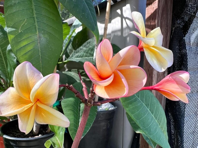 Plante enracinée Kimo Plumeria : fleurs rose orangé, parfum d'agrumes, enracinée 12-14" (printemps 2025) image 10