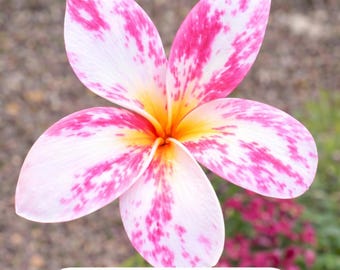 Princess Victoria plumeria (single tip only)  (unrooted cutting) 12-15”