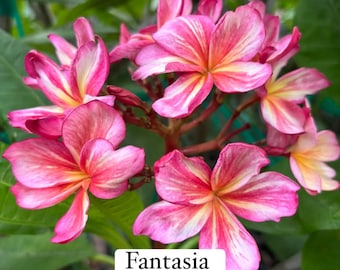 Fantasia  (unrooted cutting) single tip 12-16”
