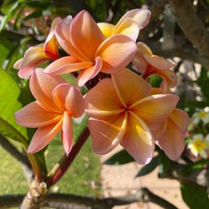 Peut inclure: Gros plan sur une grappe de fleurs de plumeria aux tons p&ecirc;che, orange et jaune. Les p&eacute;tales ont un aspect d&eacute;licat et superpos&eacute; avec des bords roses. Des feuilles vertes et des branches d'arbres sont en arri&egrave;re-plan.