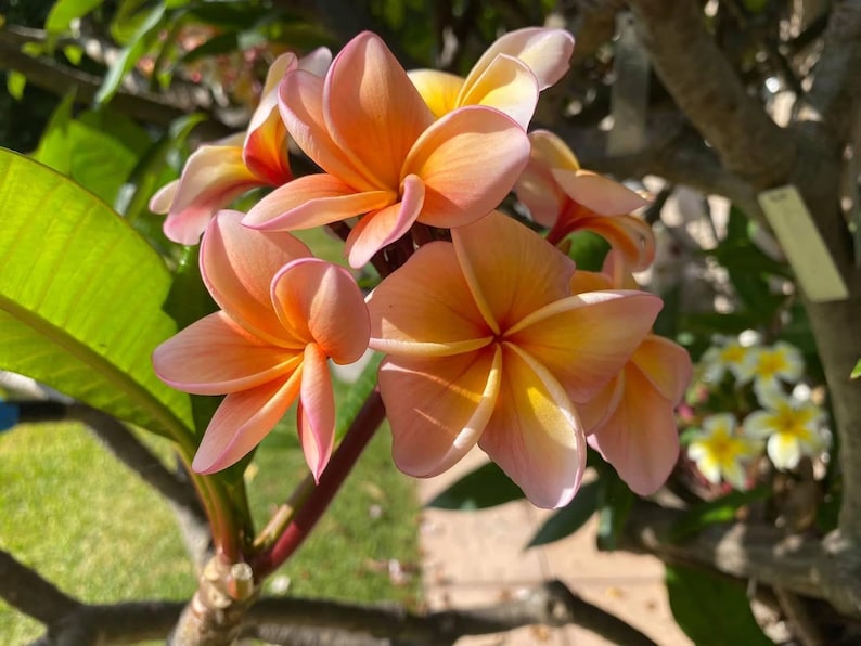 Peut inclure: Gros plan sur une grappe de fleurs de plumeria aux tons p&ecirc;che, orange et jaune. Les p&eacute;tales ont un aspect d&eacute;licat et superpos&eacute; avec des bords roses. Des feuilles vertes et des branches d'arbres sont en arri&egrave;re-plan.
