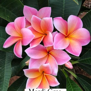 Plumeria pudica - Etsy 日本