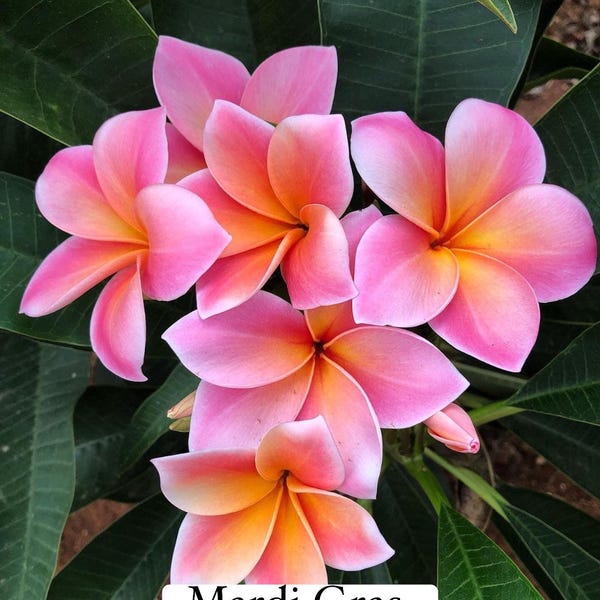 Mardi Gras Plumeria Frangipani Seeds – kweek unieke tropische bloemen, 12 tellen.