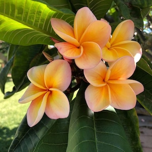 Plante enracinée Kimo Plumeria : fleurs rose orangé, parfum d'agrumes, enracinée 12-14" (printemps 2025) image 3