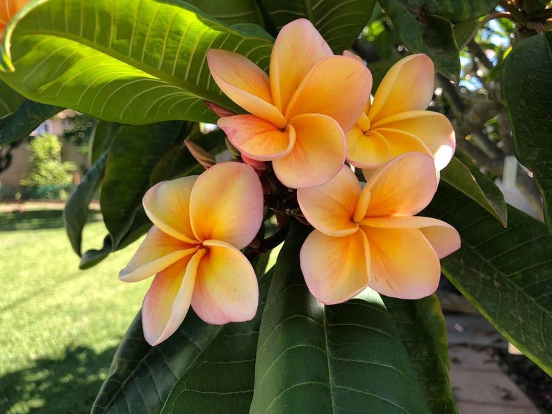 Plante enracinée Kimo Plumeria : fleurs rose orangé, parfum d'agrumes, enracinée 12-14" (printemps 2025) image 3