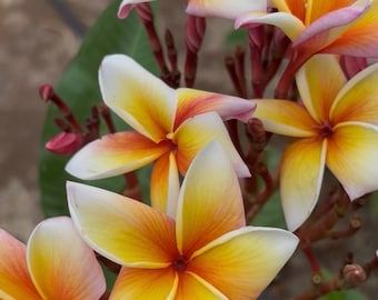 May include: A cluster of plumeria flowers featuring five petals each, displaying a gradient of white, vibrant yellow, and soft pink hues. The blossoms are arranged on thin, reddish-brown stems, accompanied by green leaves in the background.