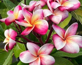 Pizzazz Plumeria Plant: Compact Super Mini, Pink White Blooms, Container Friendly rooted 4” pot