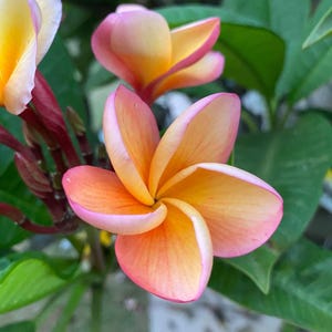 Peut inclure: Gros plan sur une fleur de plumeria vibrante avec une disposition en spirale des p&eacute;tales. Les p&eacute;tales passent d'un bord rose tendre &agrave; un centre orange vif, avec un c&oelig;ur jaune. Les feuilles et les tiges vertes offrent une toile de fond naturelle.