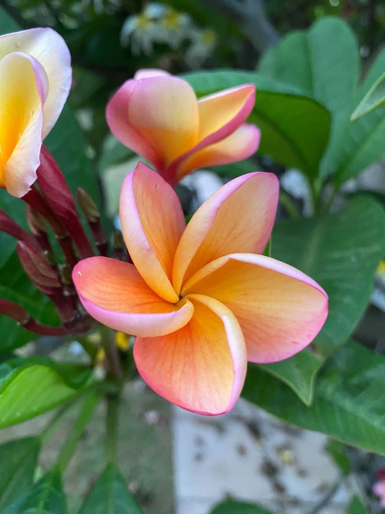 Peut inclure: Gros plan sur une fleur de plumeria vibrante avec une disposition en spirale des p&eacute;tales. Les p&eacute;tales passent d'un bord rose tendre &agrave; un centre orange vif, avec un c&oelig;ur jaune. Les feuilles et les tiges vertes offrent une toile de fond naturelle.