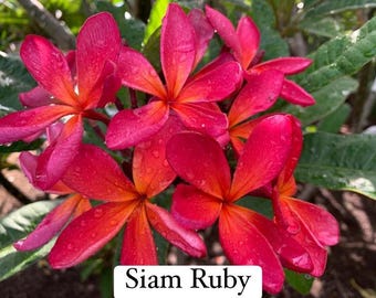 Siam Ruby plumeria (bouture non racinée) 10-16"