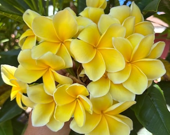 Puede incluir: Un primer plano de un ramo de flores de plumeria amarillas con bordes blancos, sobre un fondo de hojas verdes. Las flores están en plena floración, mostrando sus brillantes pétalos amarillos. La imagen captura la belleza natural de estas flores tropicales.