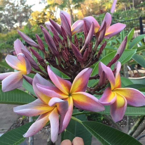 J.L. Metallica  rooted/ grafted 10-16 ”  “ RARE “ lavender purple undertones