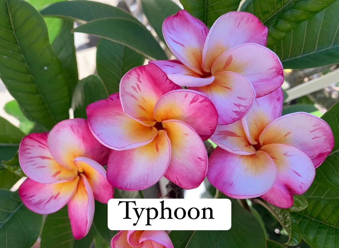 Orange Plumeria Plant - Etsy