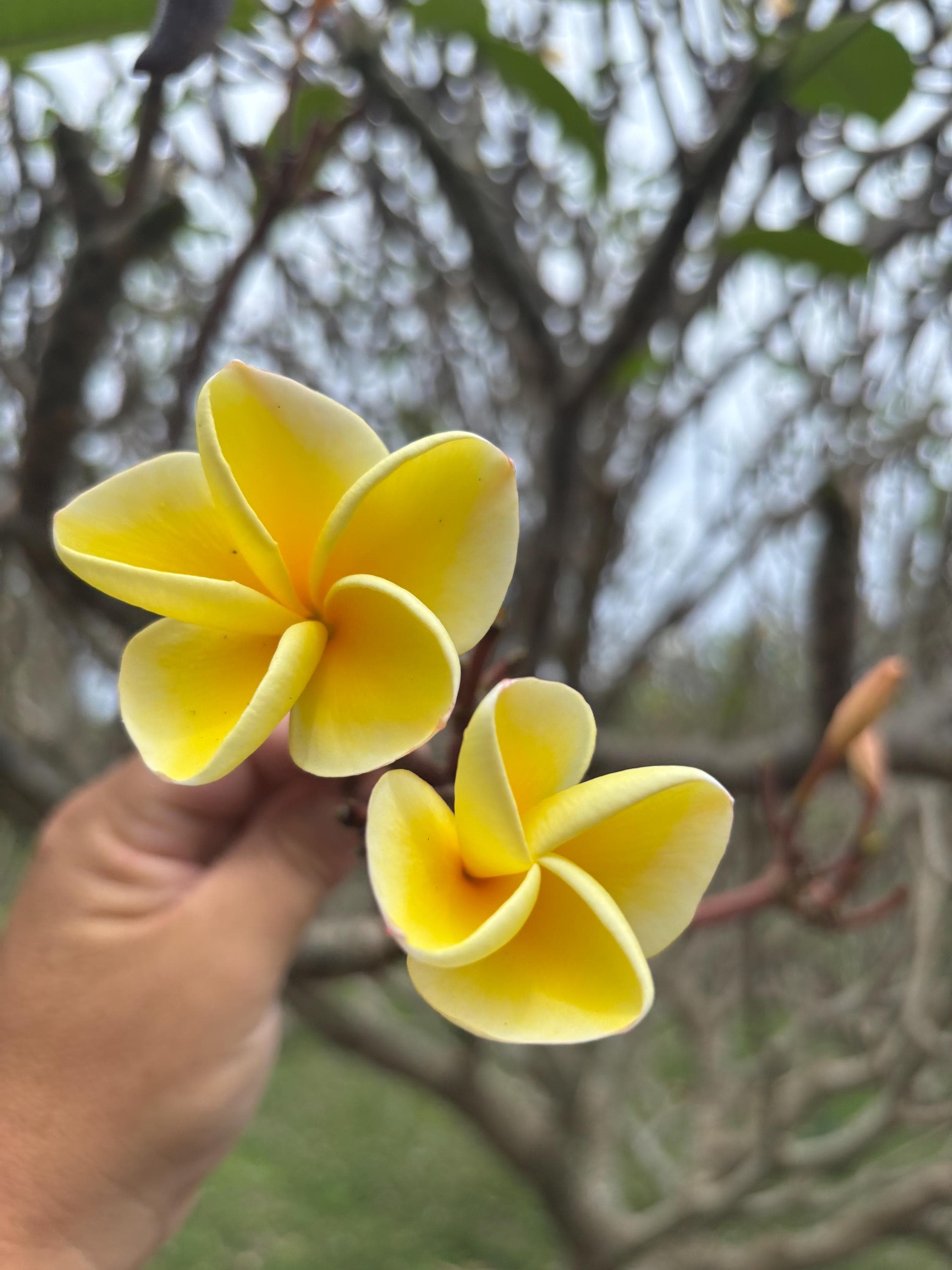 Yellow Plumeria - Etsy