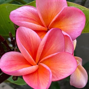 Plante enracinée Kimo Plumeria : fleurs rose orangé, parfum d'agrumes, enracinée 12-14" (printemps 2025) image 5
