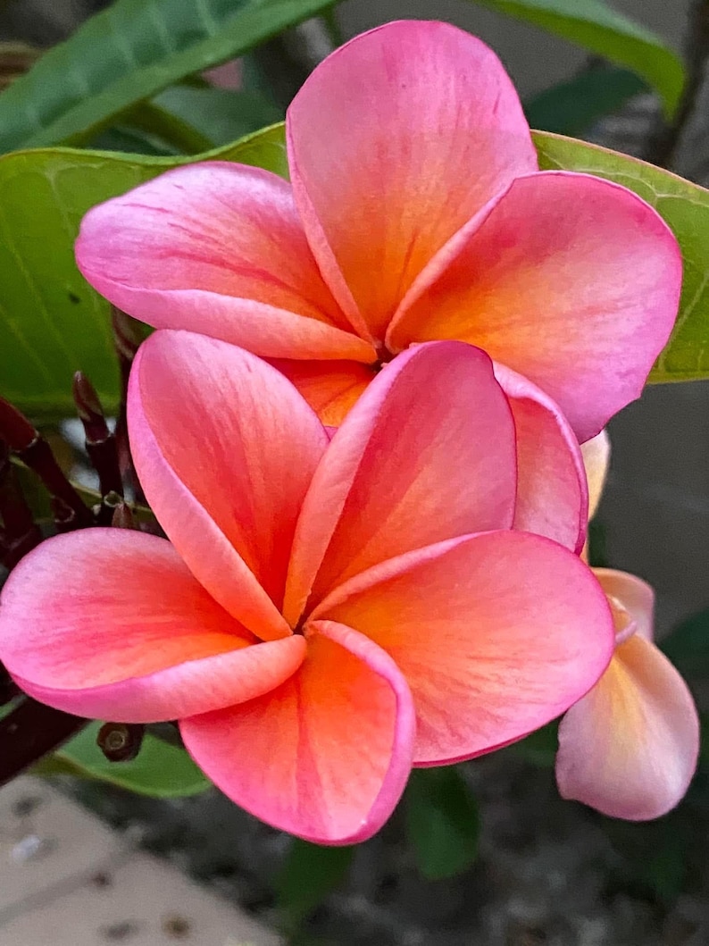 Plante enracinée Kimo Plumeria : fleurs rose orangé, parfum d'agrumes, enracinée 12-14" (printemps 2025) image 5
