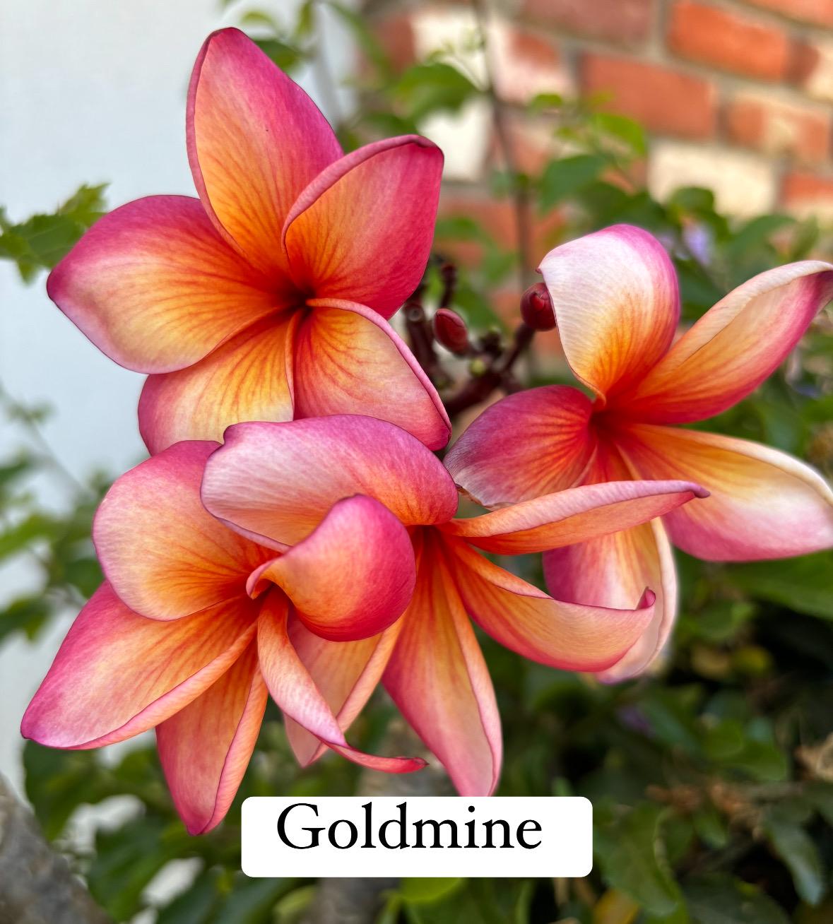 Orange Plumeria Plant - Etsy