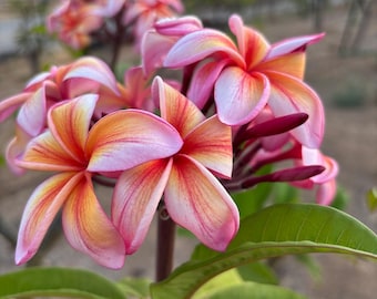 Electric Plumeria Plant: beautiful orange and red with pink base -  large flowers rooted 1 gallon since spring 2025 14-16”