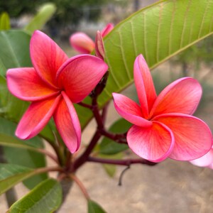 Peut inclure: Gros plan sur des fleurs de plumeria rose vif avec des centres orange. Les fleurs, &agrave; cinq p&eacute;tales, sont entour&eacute;es de feuilles vertes. L'image est nette, mettant en valeur les d&eacute;tails des fleurs.